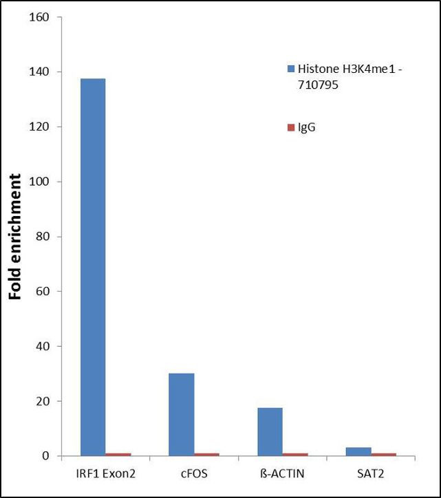 H3K4me1 Antibody in ChIP Assay (ChIP)