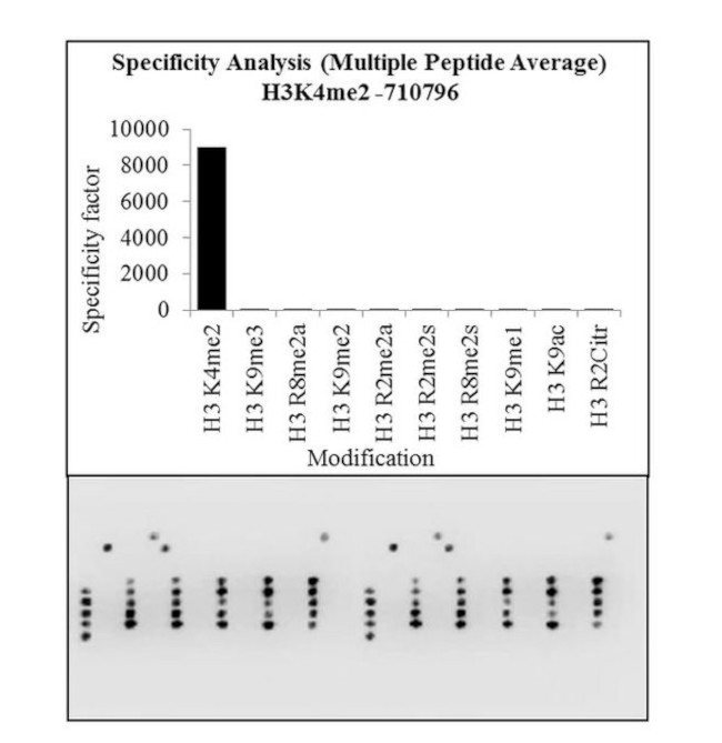 H3K4me2 Antibody in Peptide array (ARRAY)