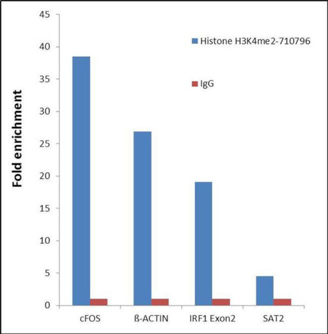 H3K4me2 Antibody