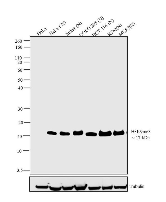 H3K4me2 Antibody in Western Blot (WB)