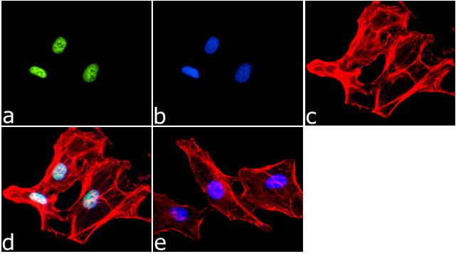 H3K4me2 Antibody in Immunocytochemistry (ICC/IF)