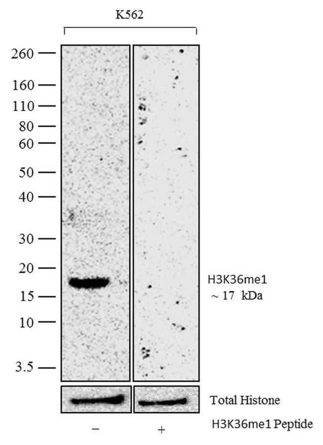 H3K36me1 Antibody in Competition Assay (CA)