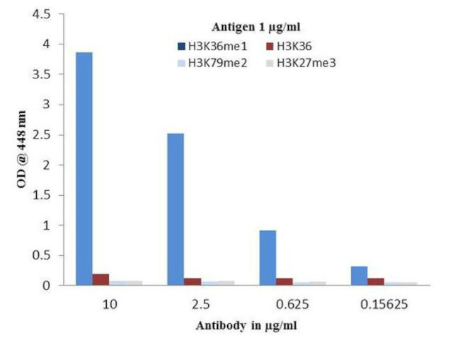 H3K36me1 Antibody in ELISA (ELISA)