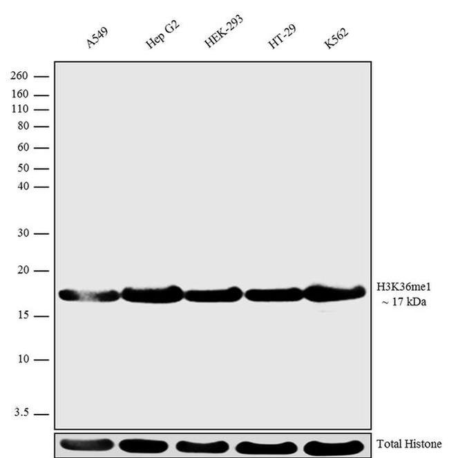 H3K36me1 Antibody in Western Blot (WB)