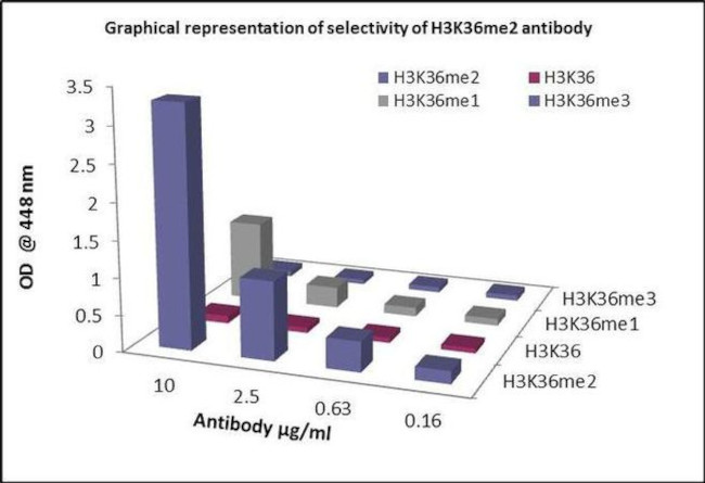 H3K36me2 Antibody in ELISA (ELISA)