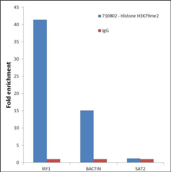 H3K79me2 Antibody