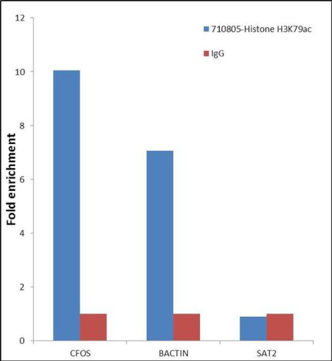 H3K79ac Antibody in ChIP Assay (ChIP)