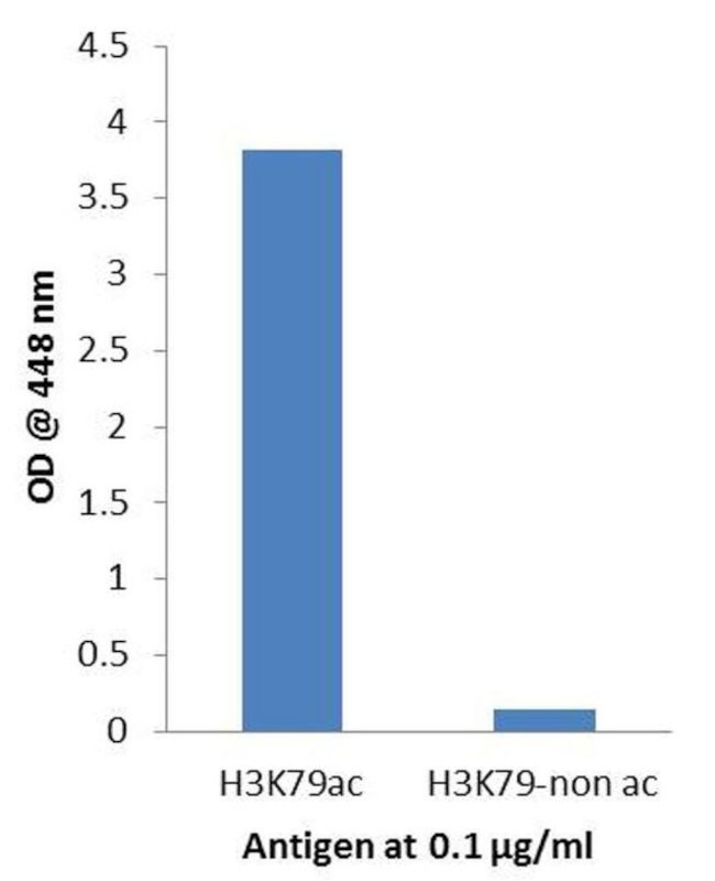 H3K79ac Antibody in ELISA (ELISA)