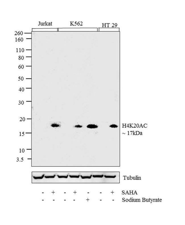 H4K20ac Antibody