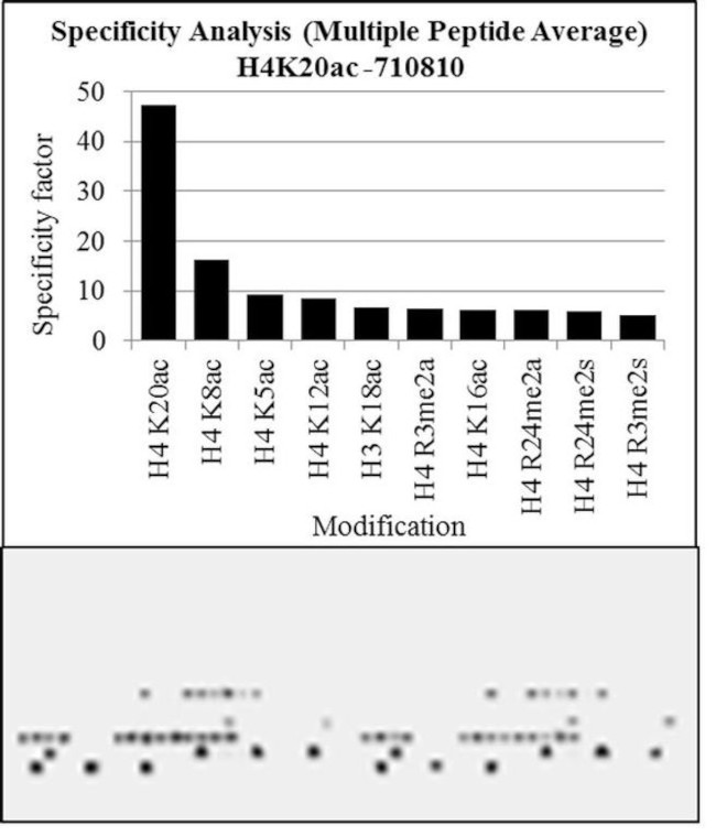 H4K20ac Antibody