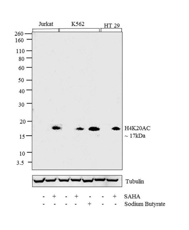 H4K20ac Antibody in Western Blot (WB)