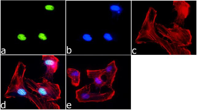 H4K20ac Antibody in Immunocytochemistry (ICC/IF)