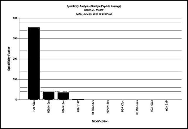 H2BK5ac Antibody in Peptide array (ARRAY)