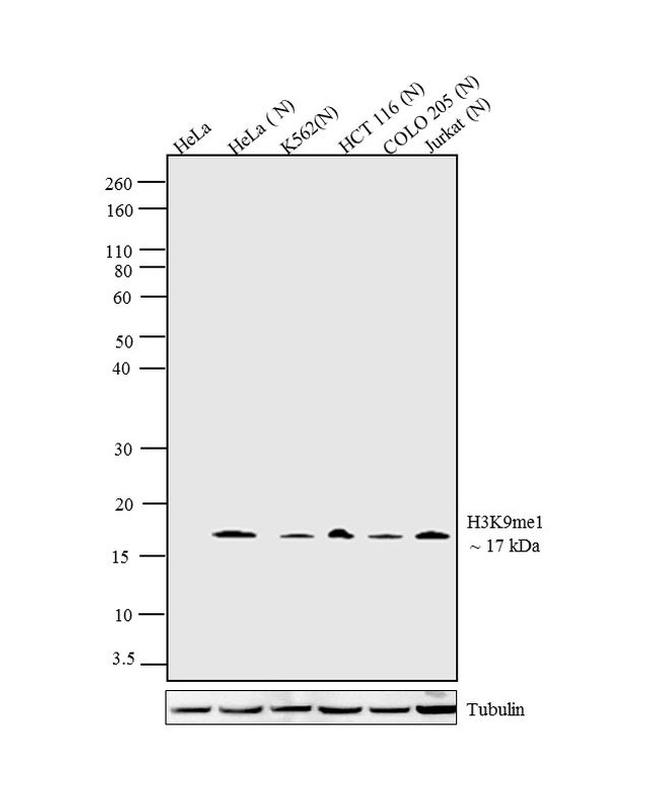 H3K9me1 Antibody in Western Blot (WB)