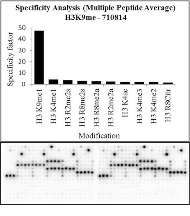 H3K9me1 Antibody in Peptide array (ARRAY)