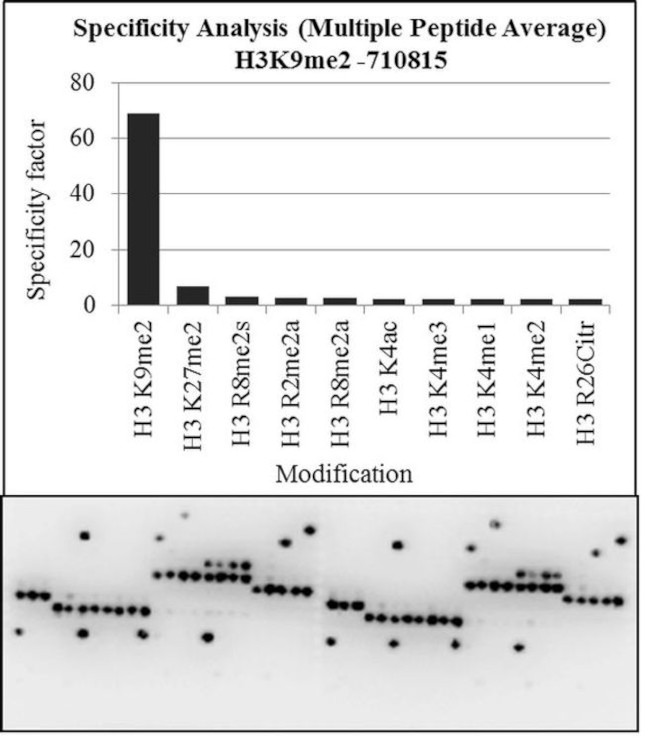 H3K9me2 Antibody in Peptide array (ARRAY)