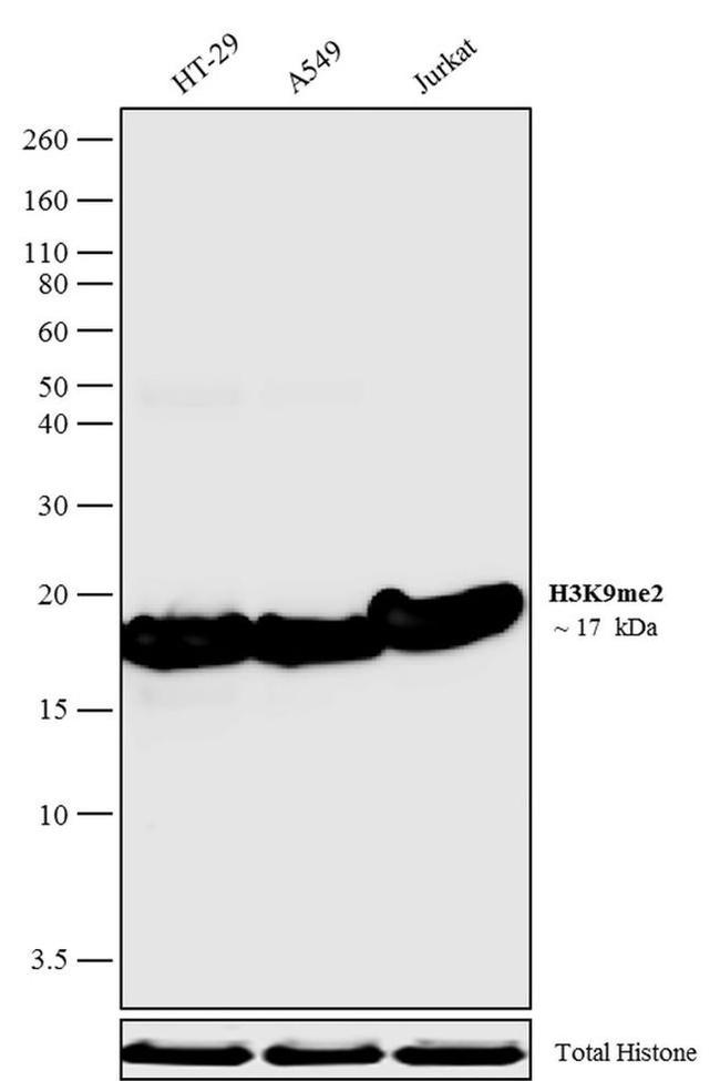 H3K9me2 Antibody in Western Blot (WB)