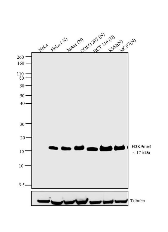 H3K9me3 Antibody in Western Blot (WB)