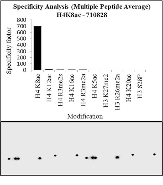 H4K8ac Antibody in Peptide array (ARRAY)