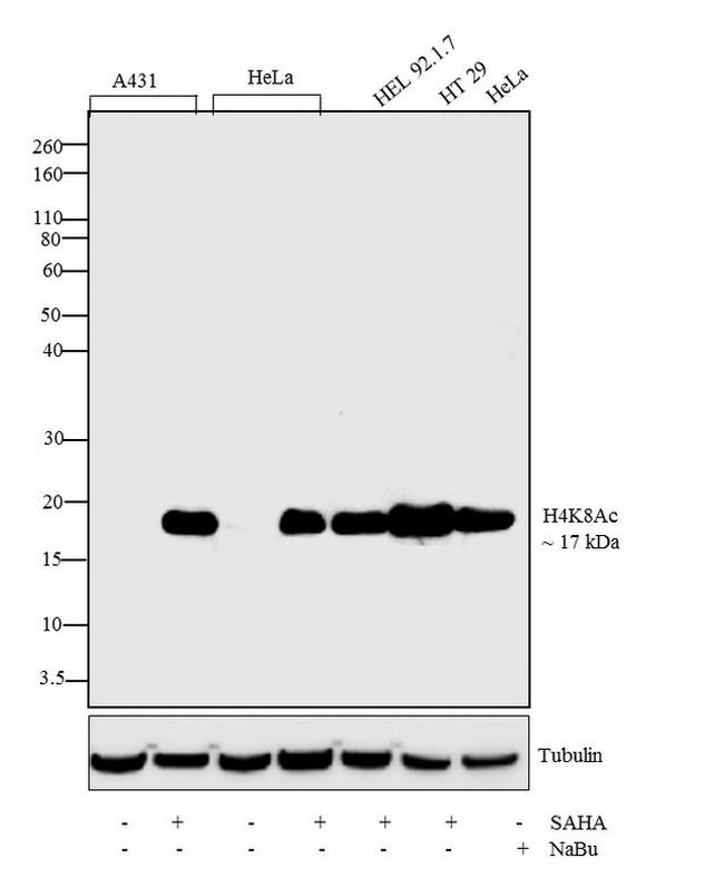 H4K8ac Antibody in Western Blot (WB)