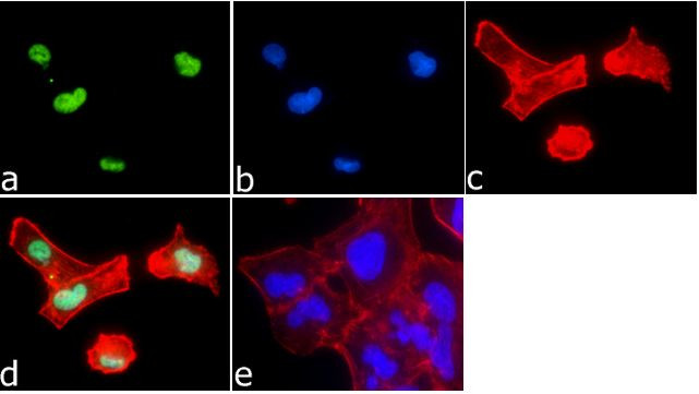 H4K8ac Antibody in Immunocytochemistry (ICC/IF)