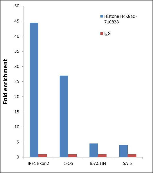 H4K8ac Antibody in ChIP Assay (ChIP)