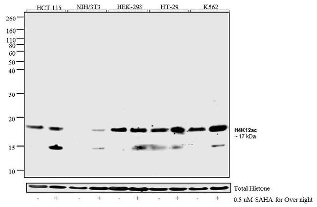 H4K12ac Antibody in Western Blot (WB)