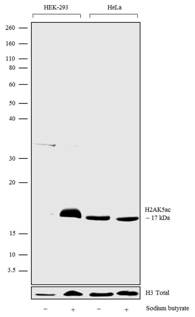 H2AK5ac Antibody in Western Blot (WB)