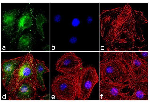 Phospho-Cdc25A (Ser18) Antibody in Immunocytochemistry (ICC/IF)