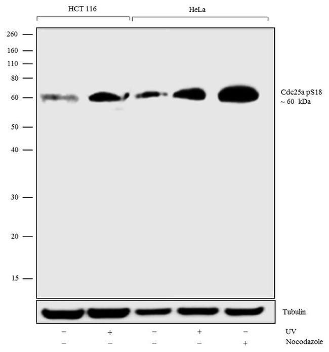 Phospho-Cdc25A (Ser18) Antibody in Western Blot (WB)