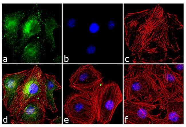 Phospho-Cdc25A (Ser18) Antibody