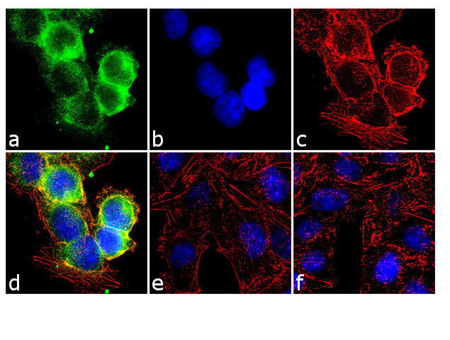 Phospho-CDK1 (Thr14, Tyr15) Antibody in Immunocytochemistry (ICC/IF)