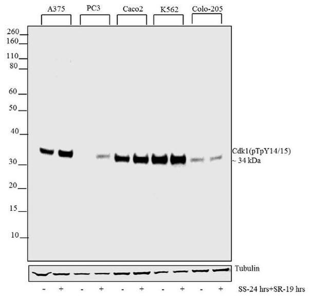 Phospho-CDK1 (Thr14, Tyr15) Antibody in Western Blot (WB)