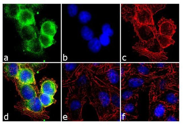 Phospho-CDK1 (Thr14, Tyr15) Antibody