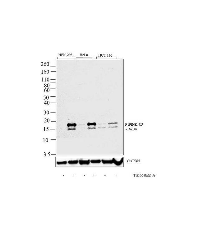 p19 INK4d Antibody in Western Blot (WB)