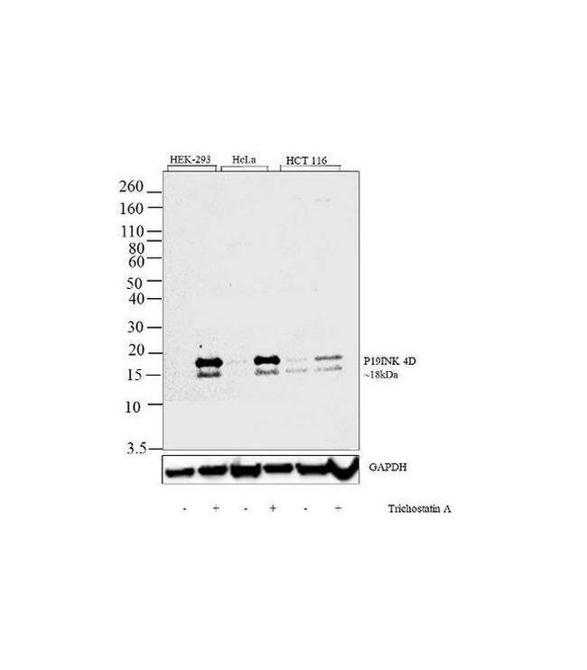 p19 INK4d Antibody