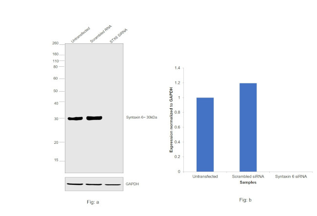 Syntaxin 6 Antibody