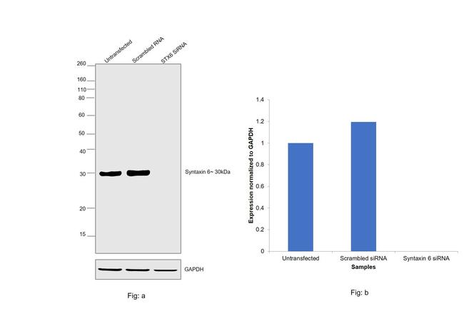 Syntaxin 6 Antibody in Western Blot (WB)