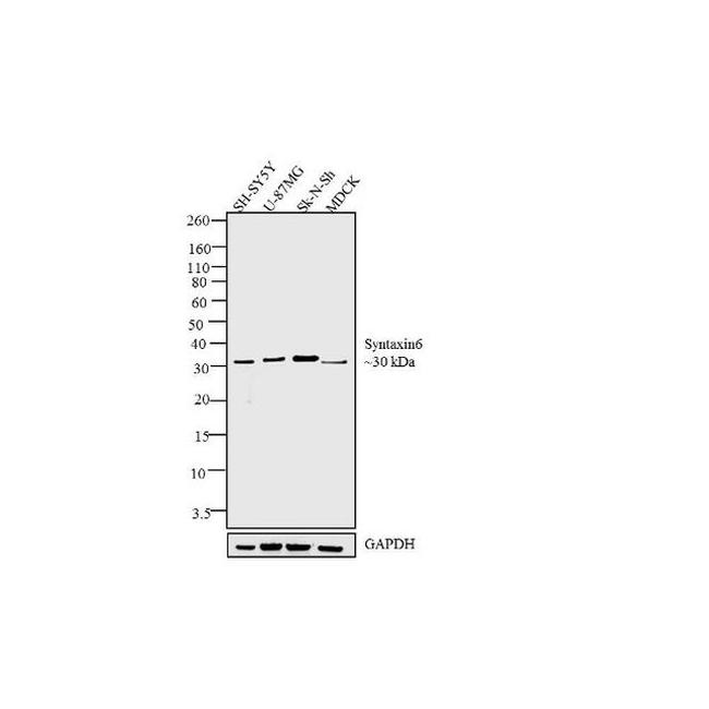 Syntaxin 6 Antibody in Western Blot (WB)