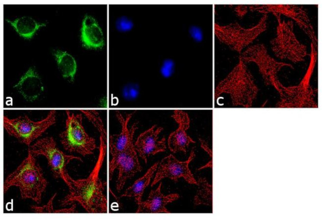 Golgi Protein 58K Antibody in Immunocytochemistry (ICC/IF)