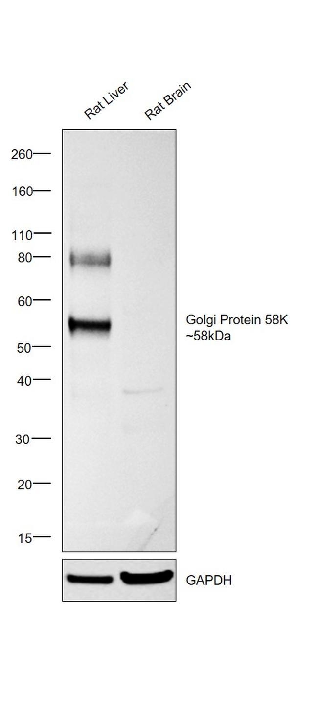 Golgi Protein 58K Antibody in Western Blot (WB)