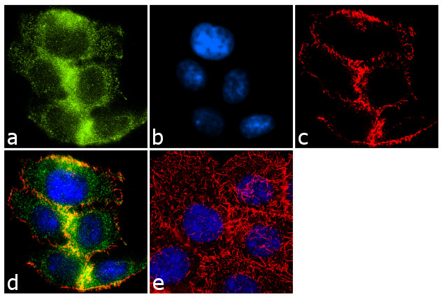 Protein APC Antibody in Immunocytochemistry (ICC/IF)