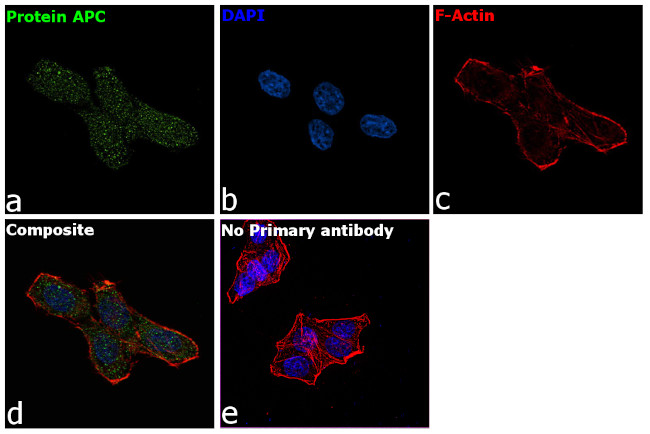 Protein APC Antibody in Immunocytochemistry (ICC/IF)