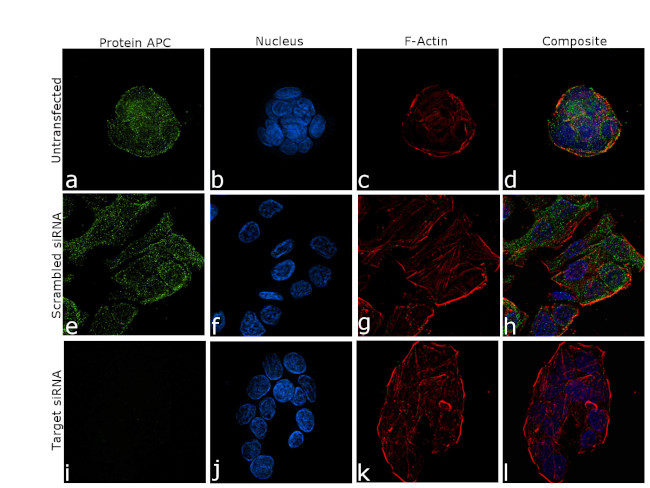 Protein APC Antibody in Immunocytochemistry (ICC/IF)