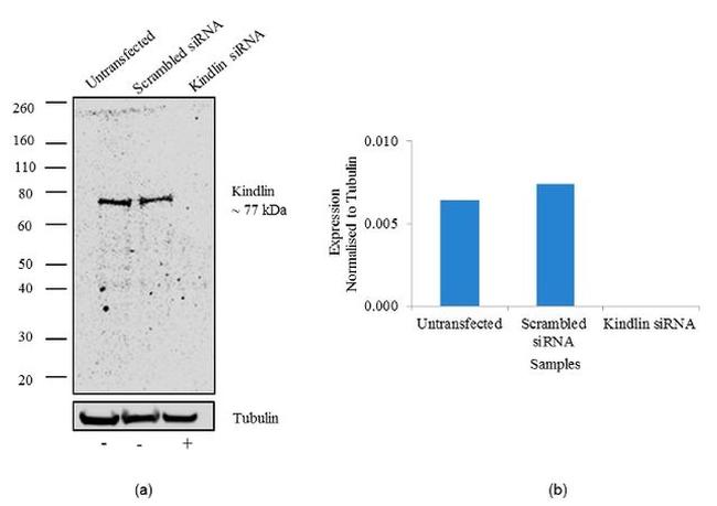 Kindlin Antibody in Western Blot (WB)