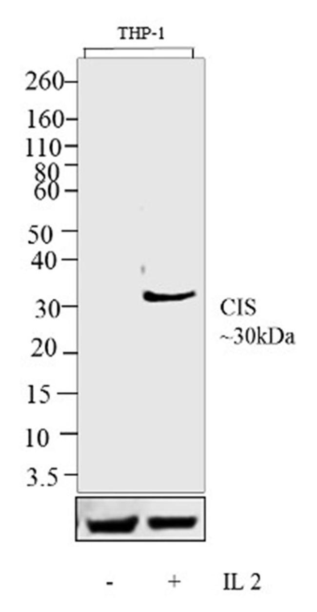 CIS Antibody in Western Blot (WB)