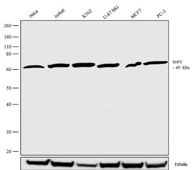 SHP2 Antibody in Western Blot (WB)