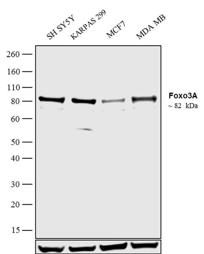 FOXO3A Antibody in Western Blot (WB)