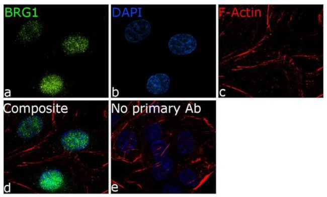 BRG1 Antibody in Immunocytochemistry (ICC/IF)