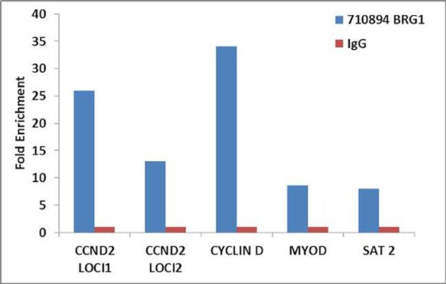 BRG1 Antibody in ChIP Assay (ChIP)